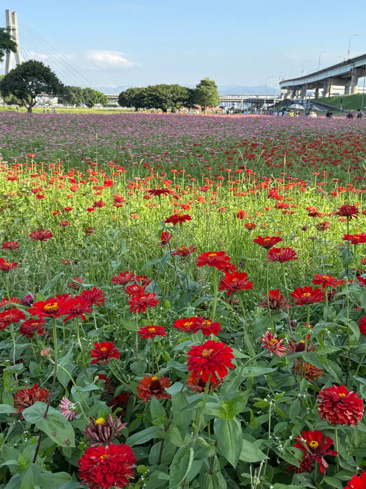 2026/04/26 粉紅色和紅色的花漸層