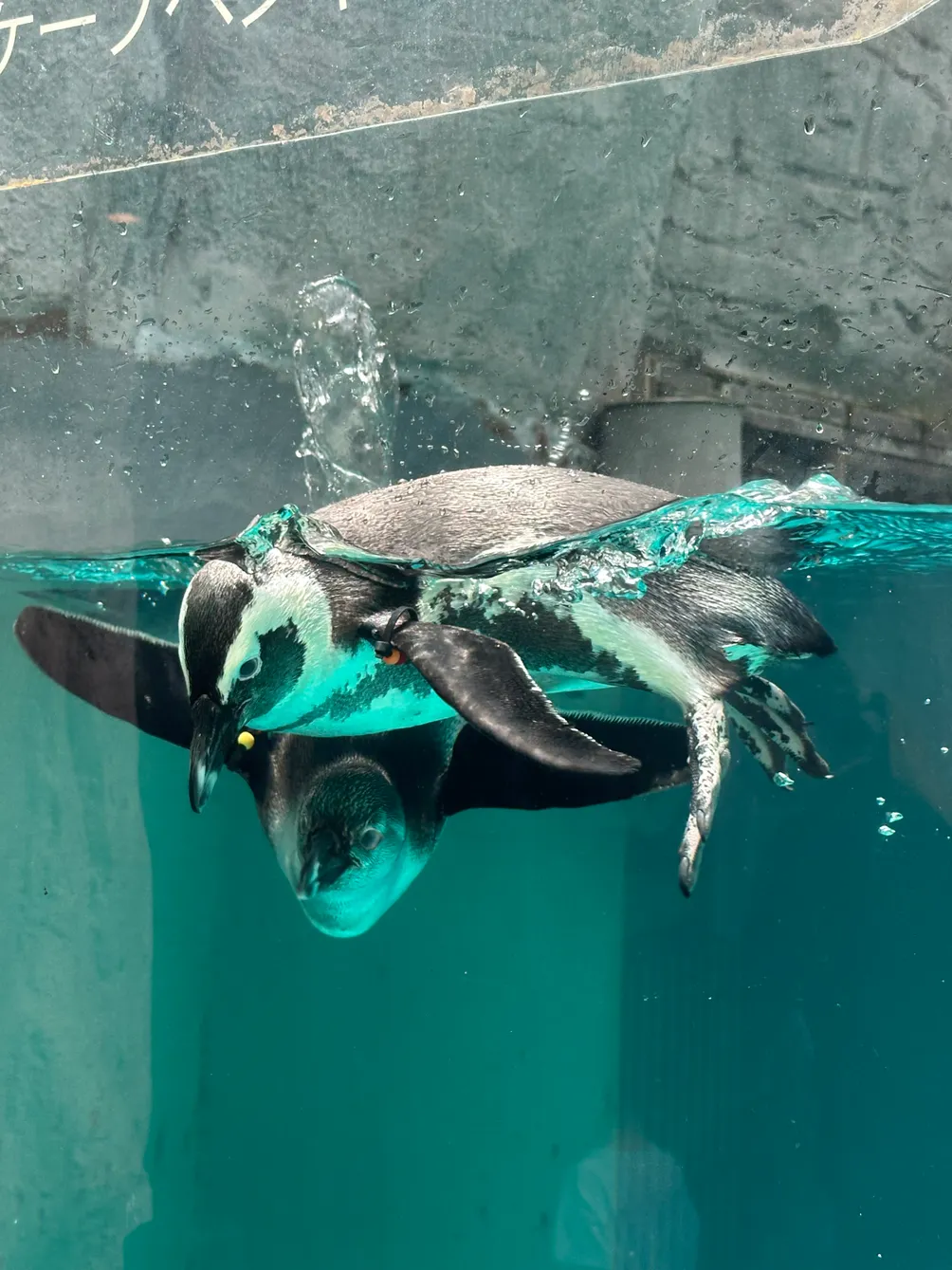 嘿！嘻瑞的沙龍