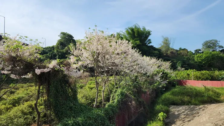 盛開的花旗木。
