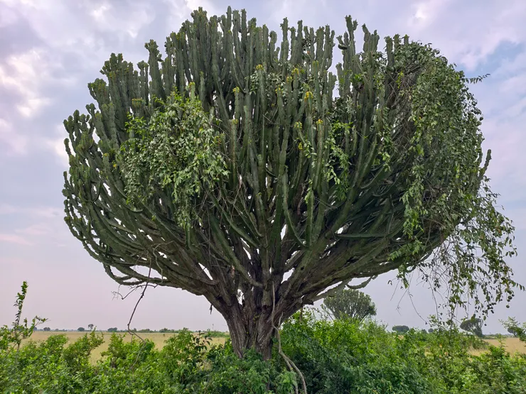 Euphorbia ingens俗稱燭台樹,大戟科,球狀樹形,柱形枝條,有刺,頂節末端冬季開黃花,為非洲草原常見的大型肉質樹種,攝於伊莉莎白女王國家公園。是否發現底部枝條有隻獵豹?!