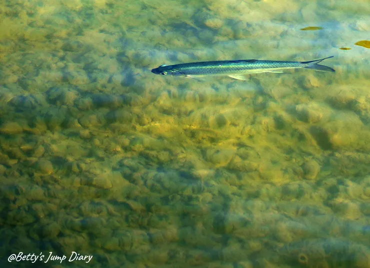 ▲新竹峨眉湖遊艇遊湖碼頭/圖片來源:Betty's Jump Diary