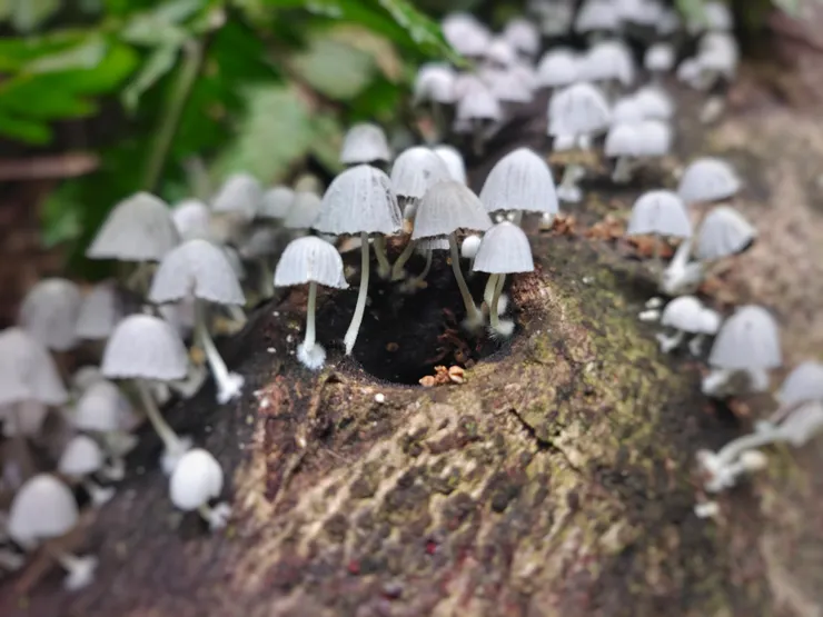 樹木上長出的菌類