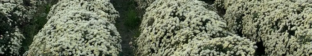 隔壁的阿淵又跑出去玩了