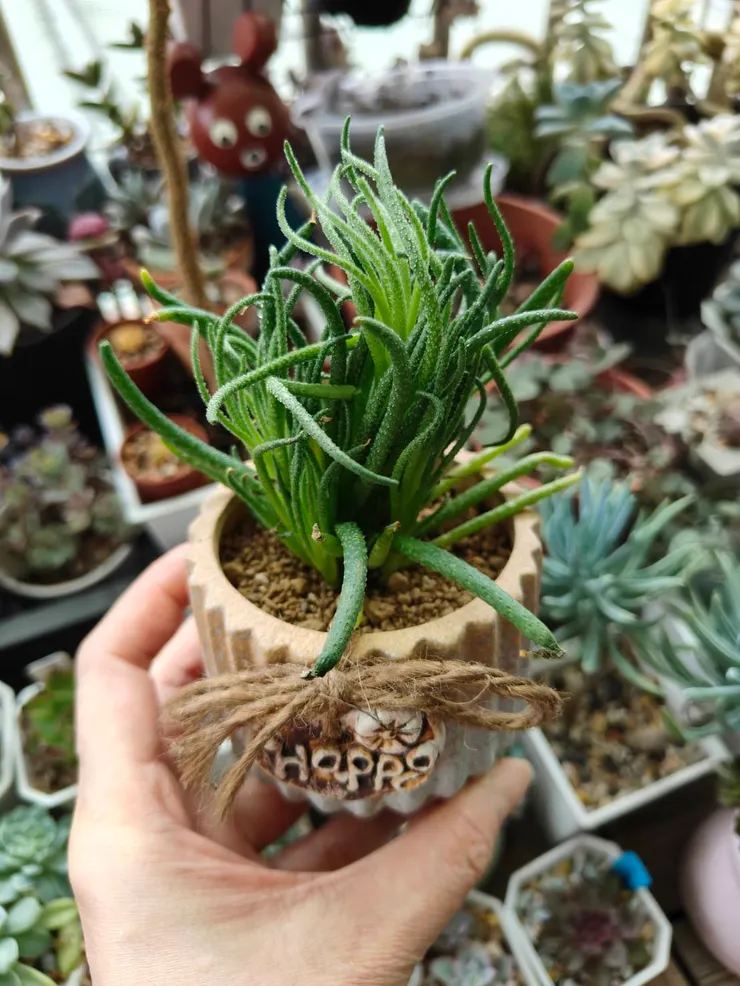 新買的天賜也是重新入一個可愛的盆