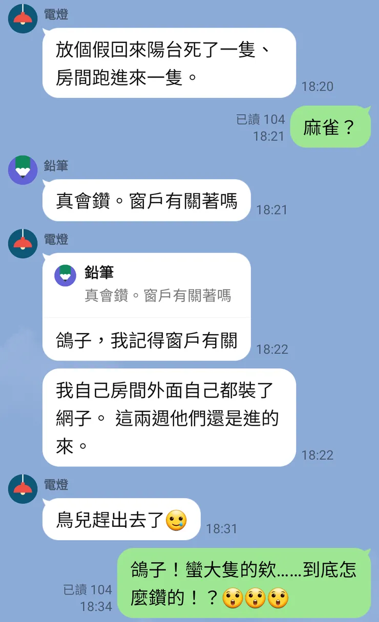 沒想到鑽進屋子的是鴿子!