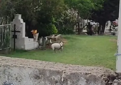 墓園祭拜亡父！爸生前愛狗「突獨自嗨轉圈」　畫面全場看哭了