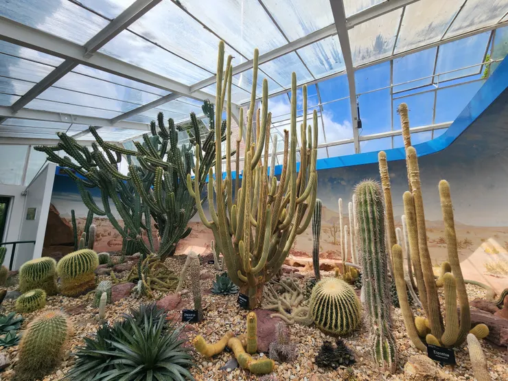 滿滿的仙人掌好可愛