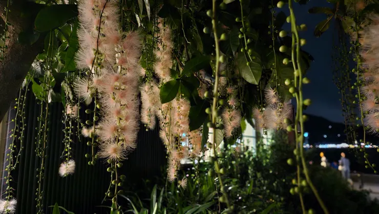 入夜盛放的煙火