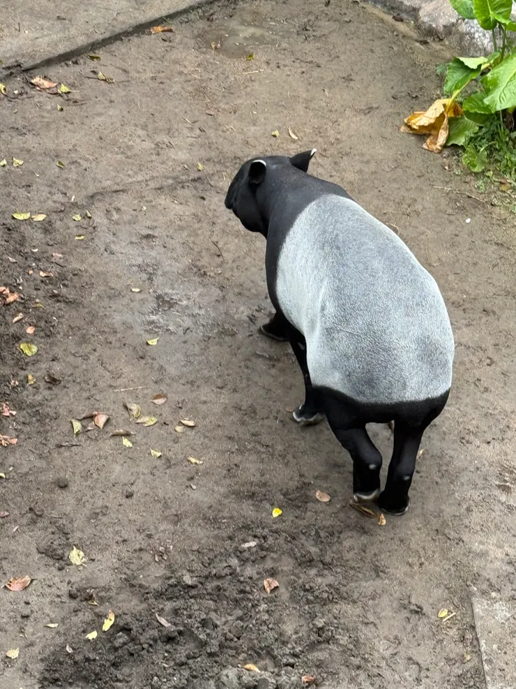 2026/02/17 馬來膜