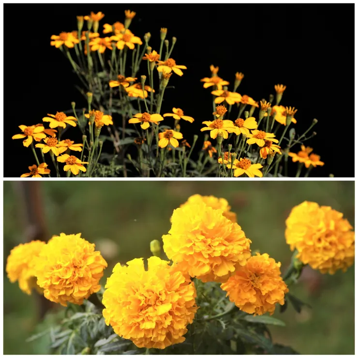 芳香萬壽菊與萬壽菊的血緣很近。上為芳香萬壽菊，下為萬壽菊。