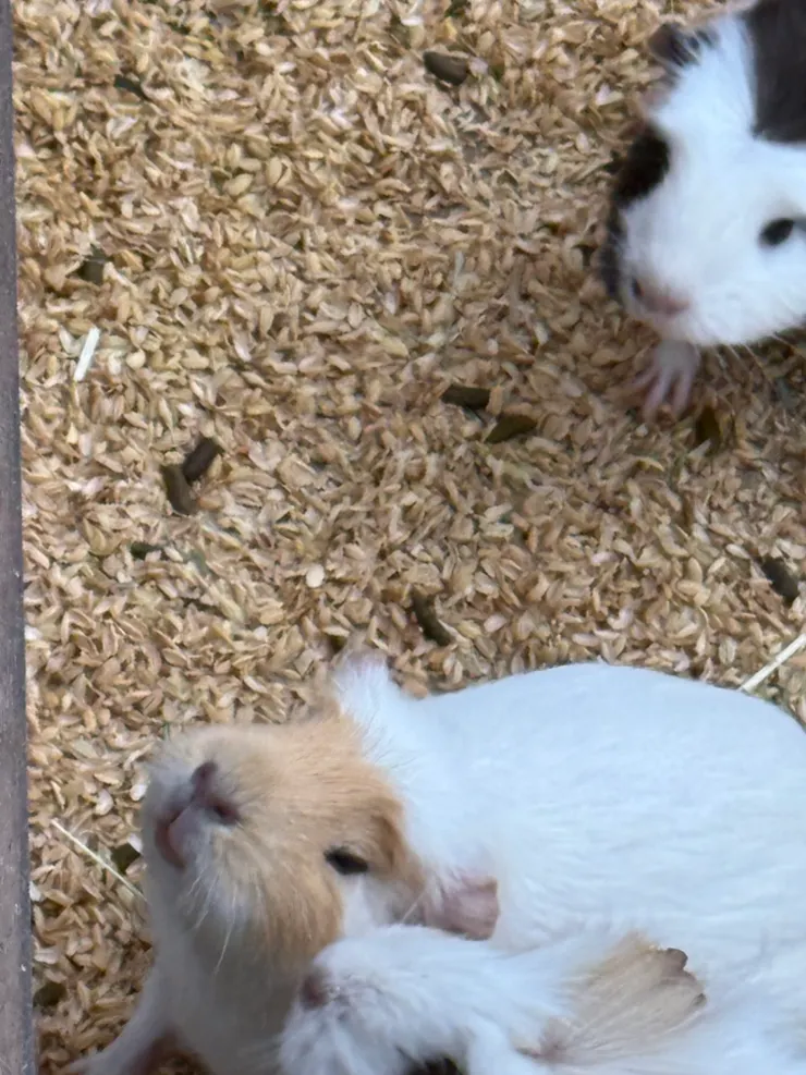 2026/04/25 天竺鼠