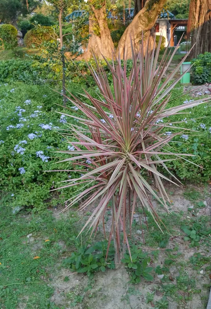 這植物的模樣會不會讓你想到青春期的學子? 還是想到自己面對青春期孩子的模樣?