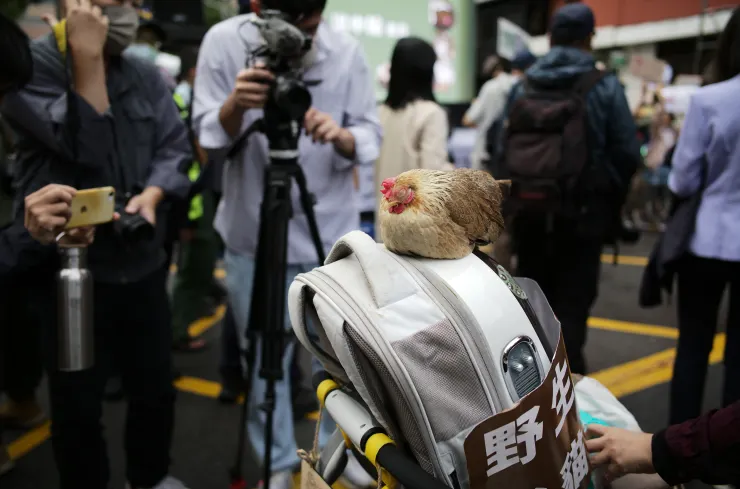 今天現場除了許多狗狗外,現場還有一隻明星:麻油雞!好可愛但是一直睡XD 他的主人就是雞舍慘遭失控遊蕩犬滅門的受害者,這個問題真的值得我們每一個人關注啊!