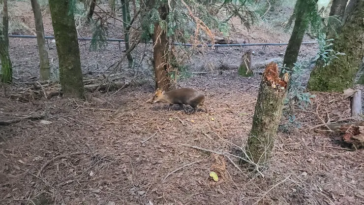 遇見可愛的小山羌