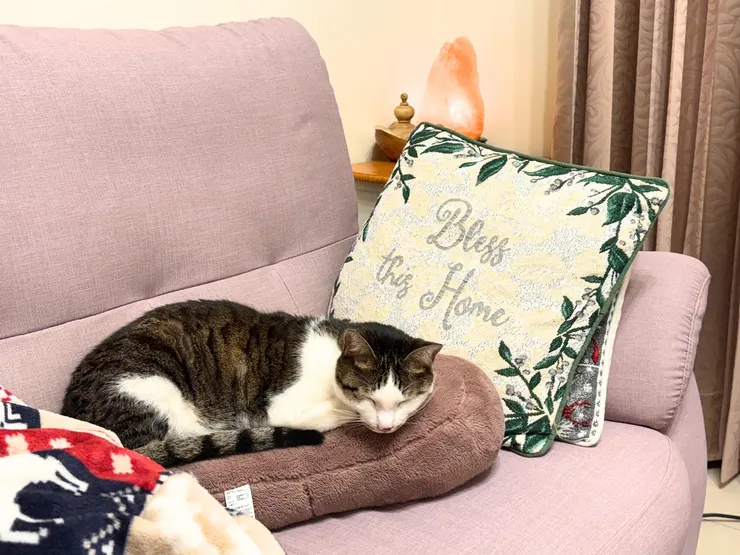 買了無印的靠枕，變成冰冰的!