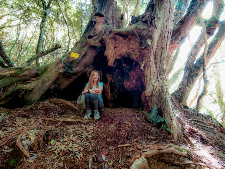 找到一個小樹洞自得奇樂