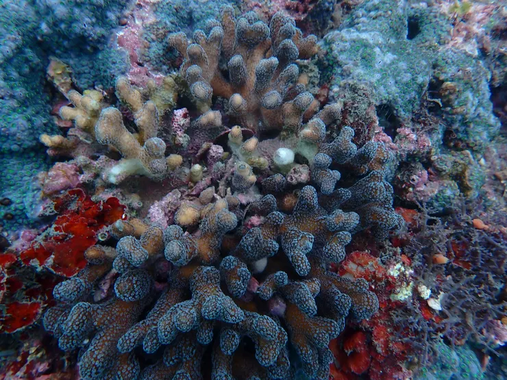 圖：和平島地質公園