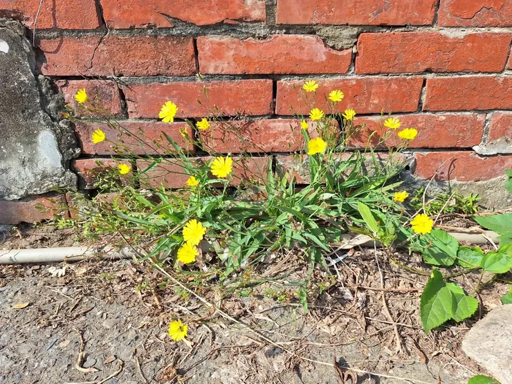 廟牆邊的可愛小花：鴨子食