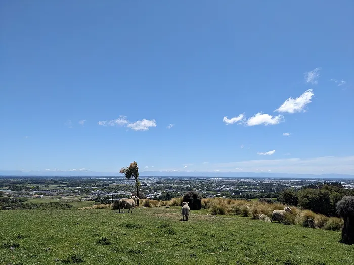 Halswell Quarry旁邊還有放羊人家