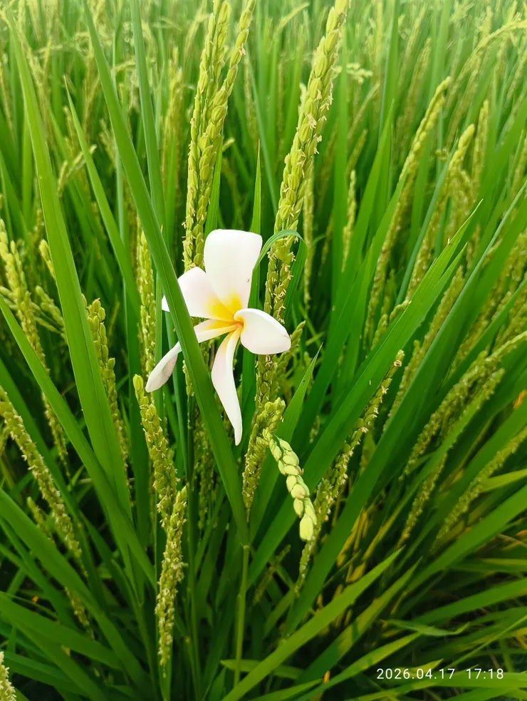 皆自拍攝，日麗風和驚稻穗