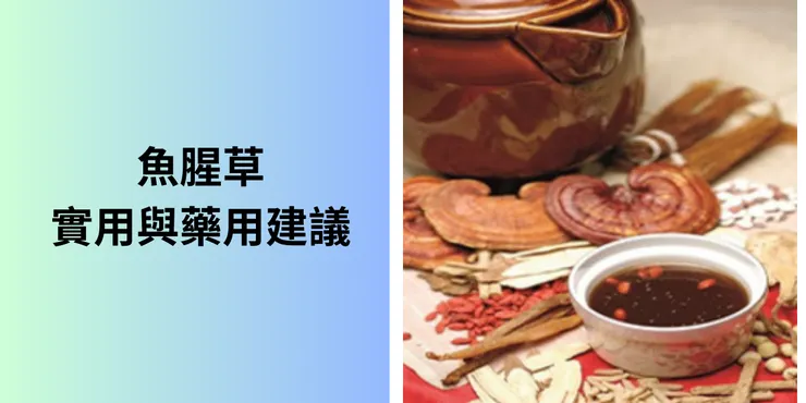 魚腥草食用與藥用建議