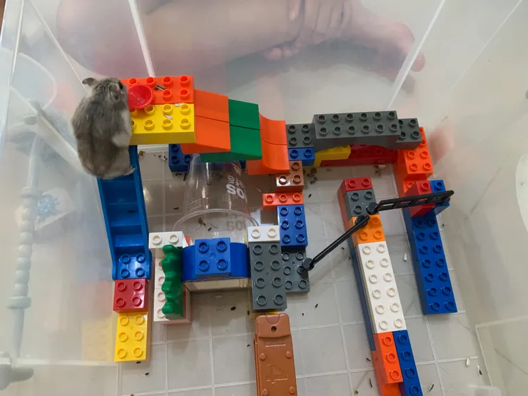 耶！我爬上來了，上面也有葵瓜子，好吃好吃。