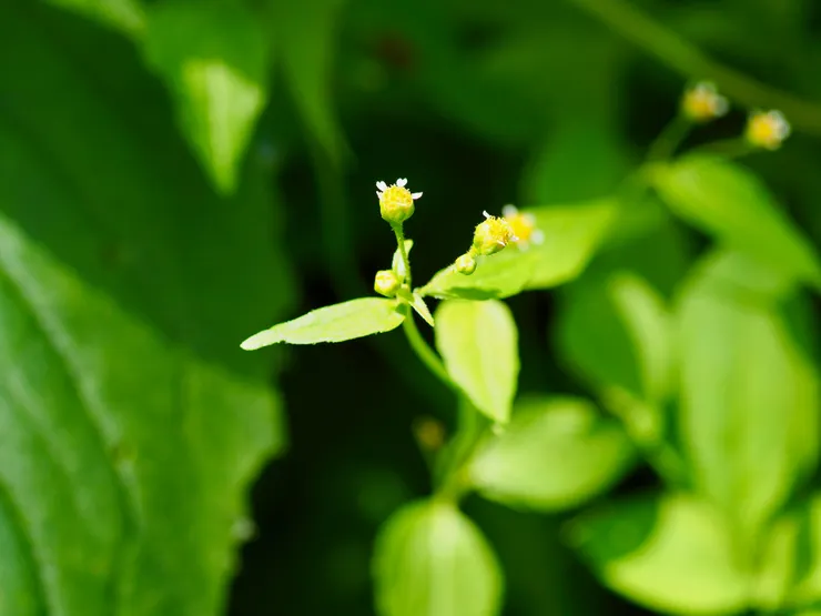 粗毛小米菊、粗毛牛膝菊；攝於台南白河關子嶺大凍山路旁，常見於低至中海拔地區http://kplant.biodiv.tw/粗毛小米菊/粗毛小米菊.htm