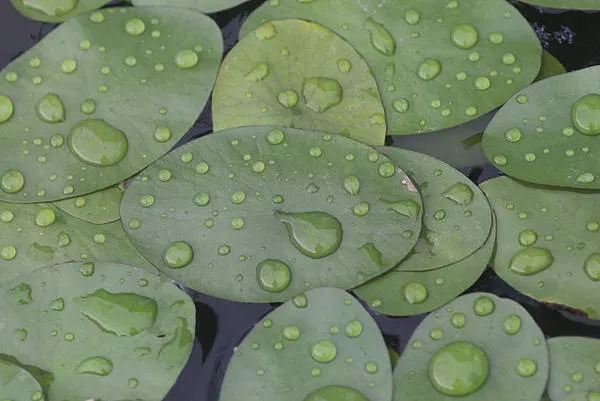 蓴菜是一種長得像睡蓮一般的水生植物。它在台灣很罕見，對環境的要求非常高，因此只有在沒有汙染、活水而又潮濕多雨的宜蘭山區的雙連埤有種植。