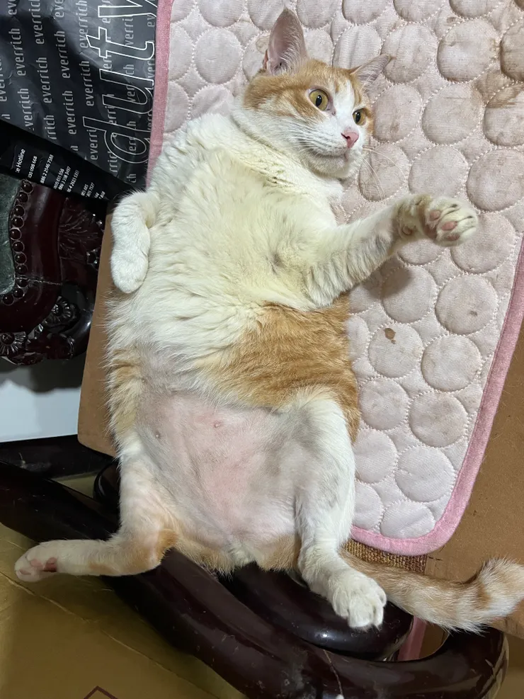 附上我家可愛貓貓