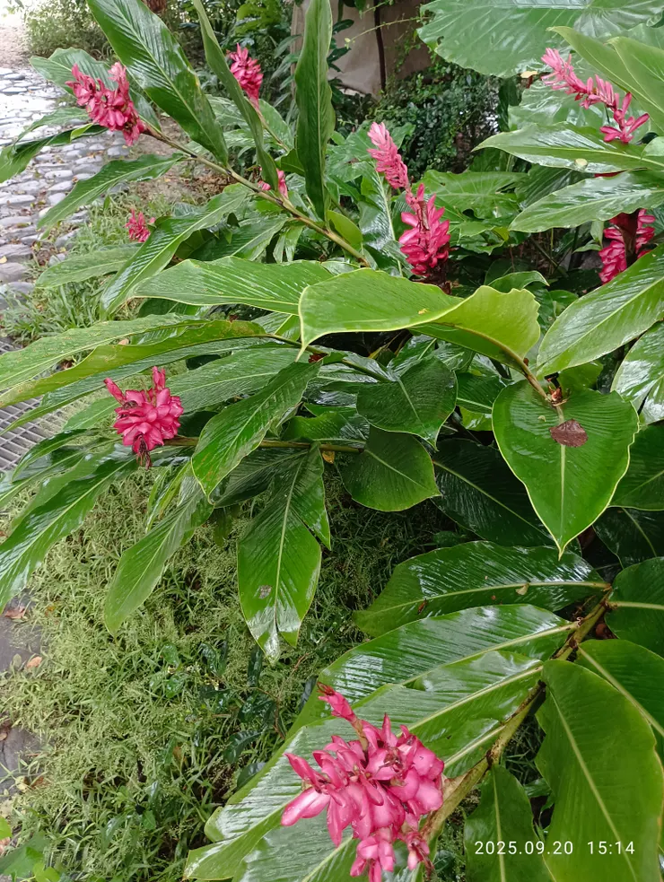薑 衣翠洗花羞紅