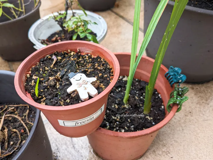 桃紅色單瓣小蒼蘭母株（右）與其種子長出的綠葉（左）