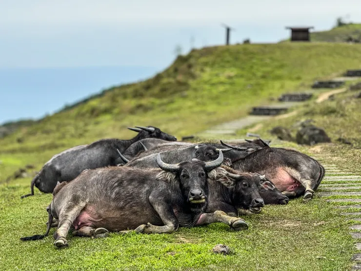性感的母牛！！但你露點了！！😛