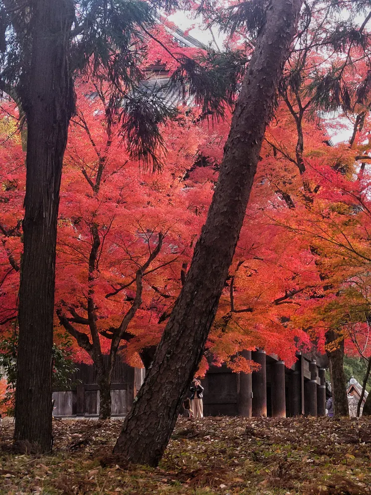 往永觀堂的路上，可順遊南禪寺