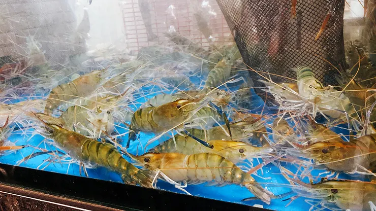 西門町美食推薦│蝦之城活蝦料理-泰國蝦│西門町宵夜