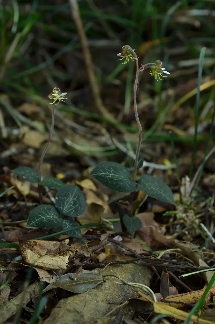 金線蓮的花朵（圖片來源：台灣生命大百科）
