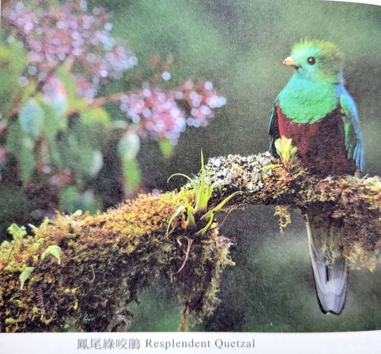 在《羽毛賊》書上聽說的美麗鳥兒 (照片翻攝自本書)