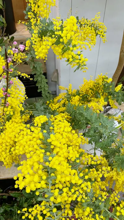 獻給每一位閃閃發亮的你🌿💛