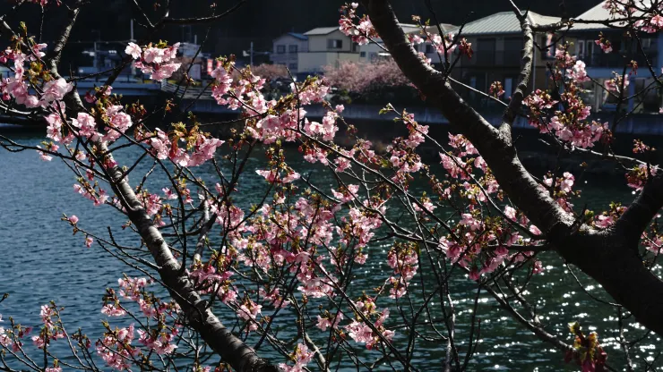 日本賞櫻祕境：河津櫻花隧道之旅之2025年3月10日河津站賞櫻
