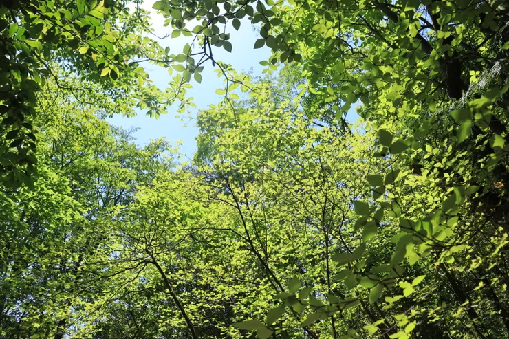 持續被樹林療癒