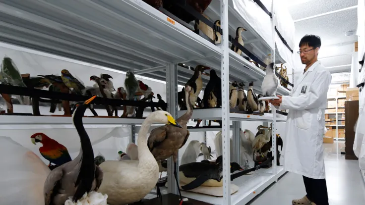 圖片來源：国立科学博物館