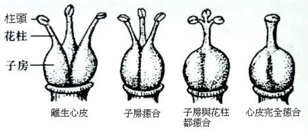 植物的心皮(雌蕊的基本單位)，可依照雌蕊各個部位(柱頭、花柱與子房)的分離或密合的狀態 分成不同的形態