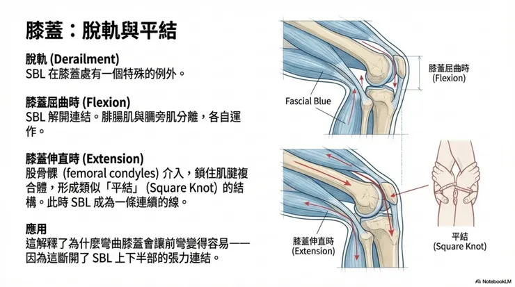 膝蓋的「脫軌」現象