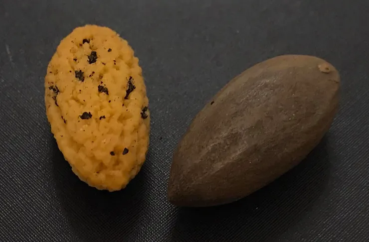 去掉外殼後的香榧，沒去乾淨的黑皮，其實野能吃