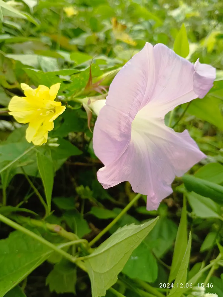 山花共我，自拍攝