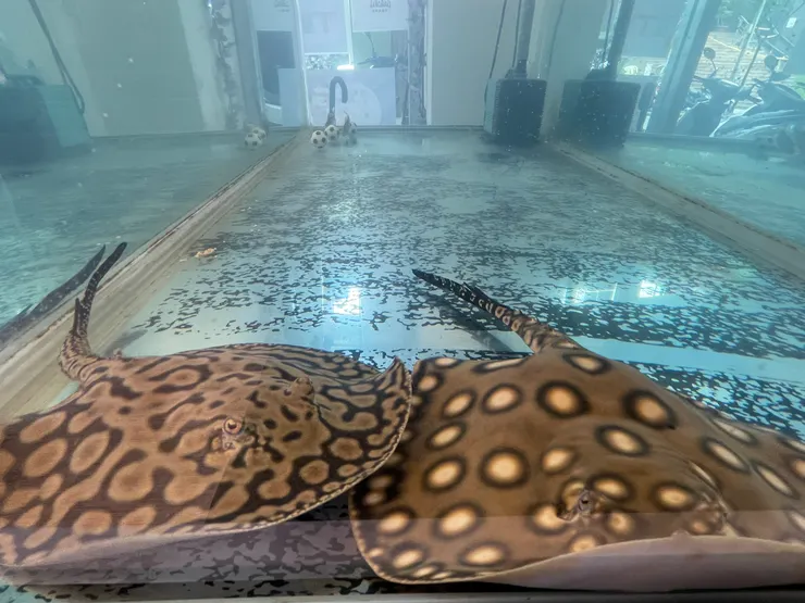 店明星~魟魚寶寶