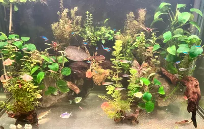 水族的人類，魚兒的學生。