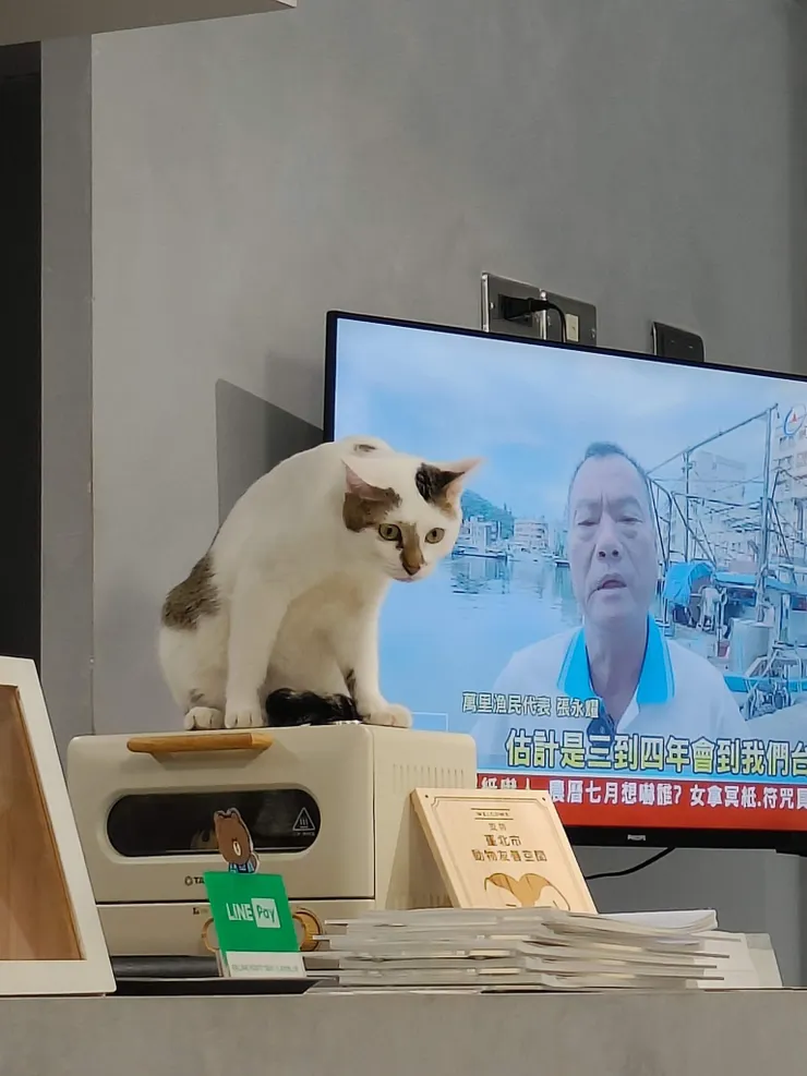 我點的鬆餅正在裡面加熱，沒多久貓才起身