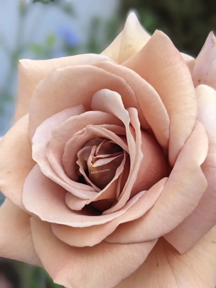 可可洛可 二月底的春花