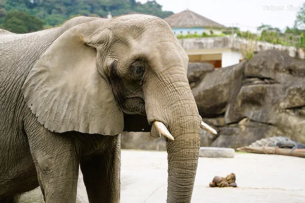 非洲象美代（Source: 臺北市立動物園）