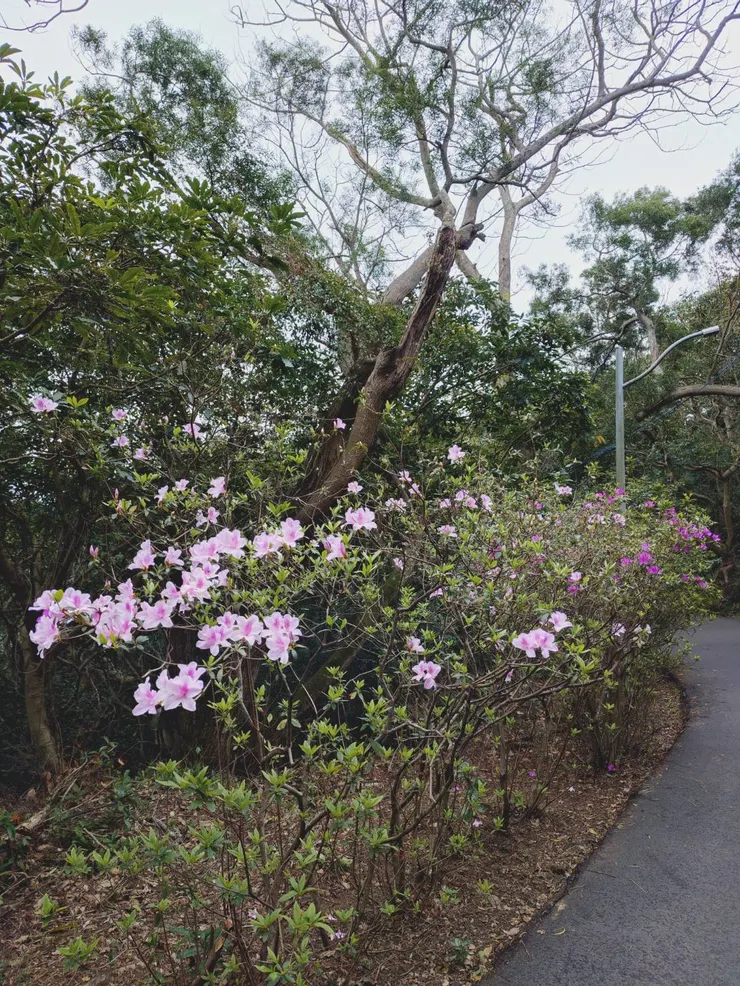 三種顏色的杜鵑花